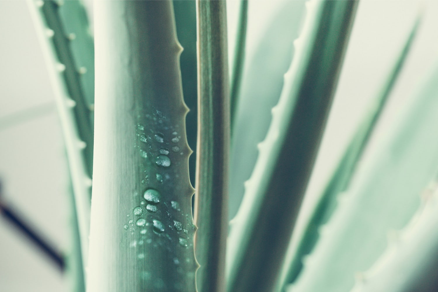 Frische-Kick der Natur mit Aloe Vera Makroaufnahme einer Aloe Vera Pflanze mit einigen Wassertropfen auf einem Blatt
