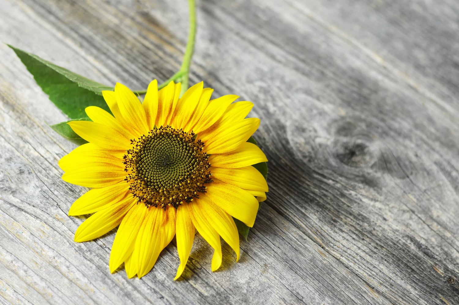 sonnenblume-holzuntergrund-stock-inhaltsstoffseite-bio-sonnenblume Einzelne große Sonnenblume mit Blaettern und Stengel auf grauem Holztisch