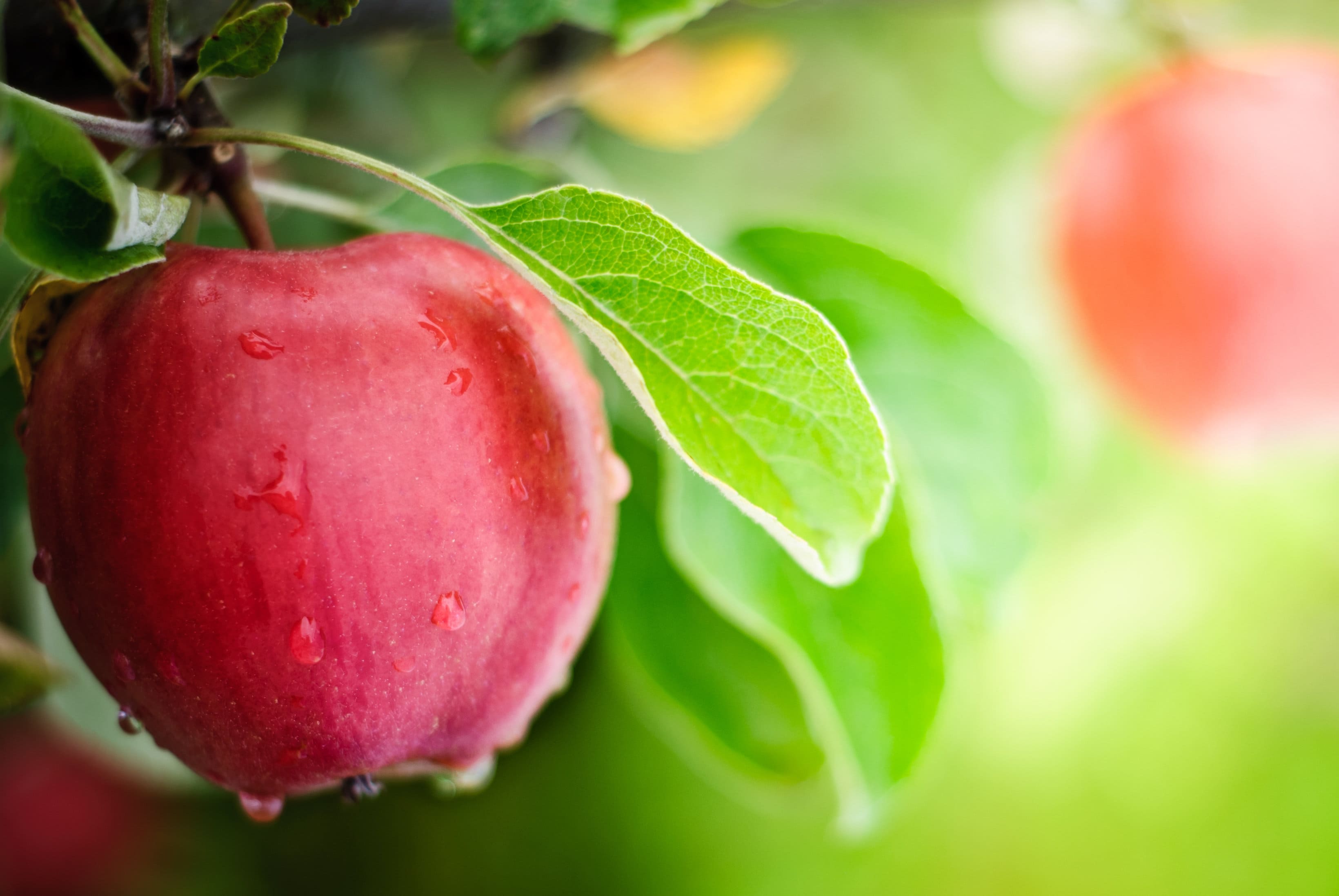 Organic apple: fruity-fresh pleasant aroma