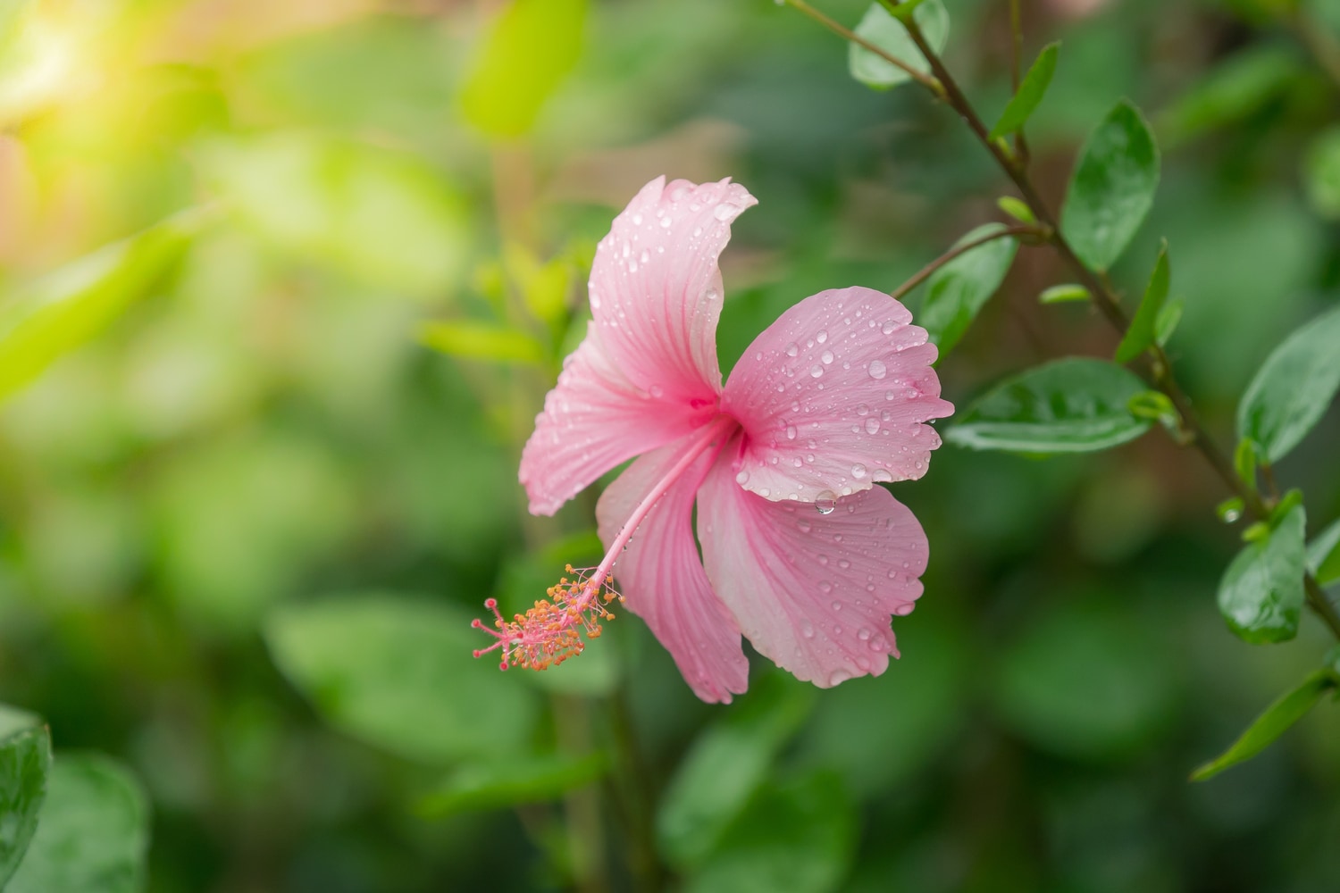 Organic hibiscus – the power of exotic flowers for a beautiful you I lavera  Naturkosmetik