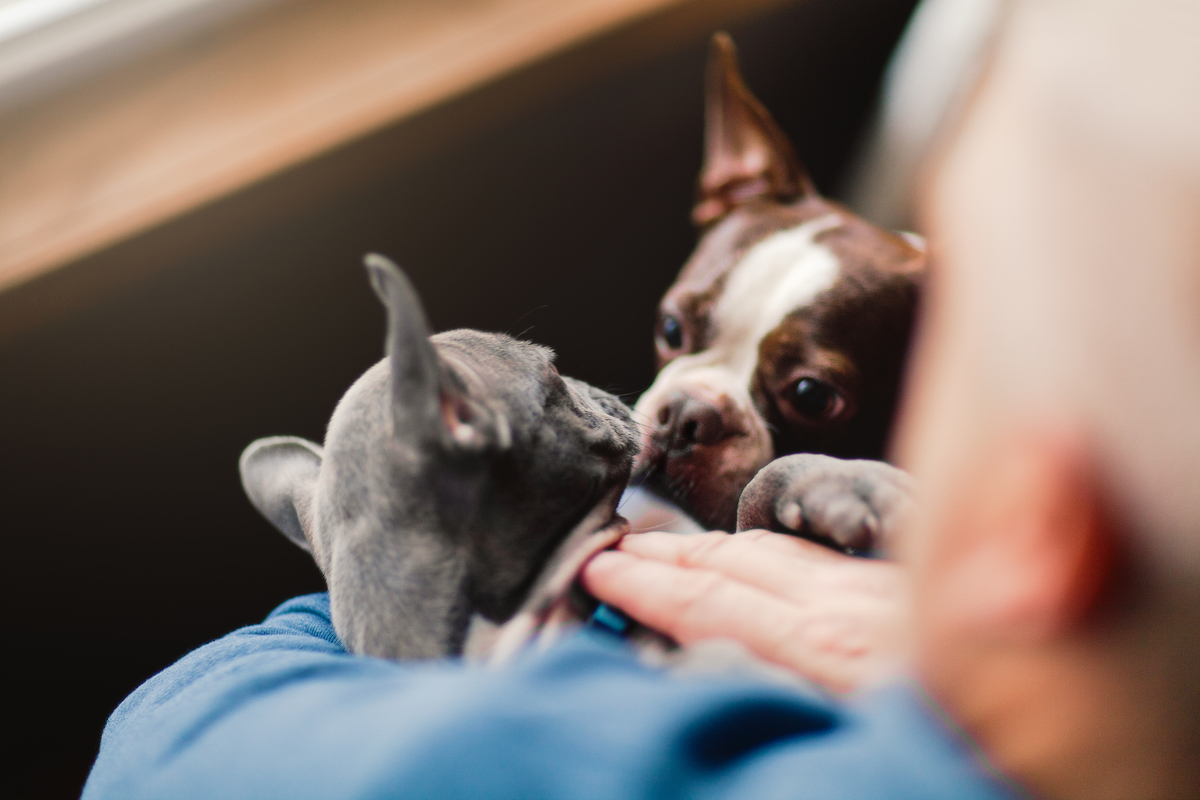 Hund Tierschutz