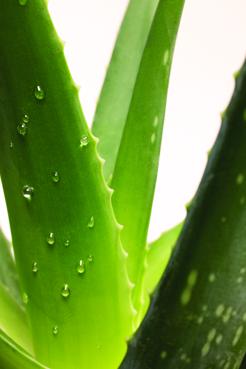 Die Blätter einer Aloe Vera Pflanze sind mit Wassertropfen benetzt.